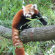 Illustration for article titled All you have to do to help feed this adorable red panda is drink beer